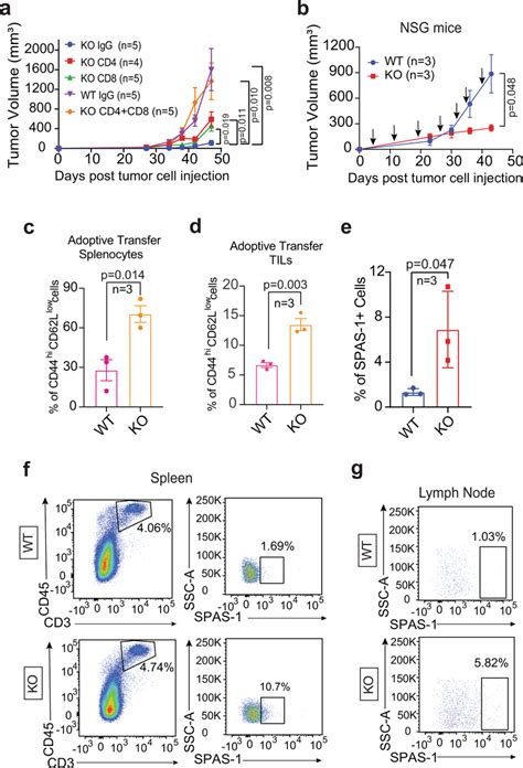 ACK1 knockdown instigates T cell recruitment restraining tumor growth a ...