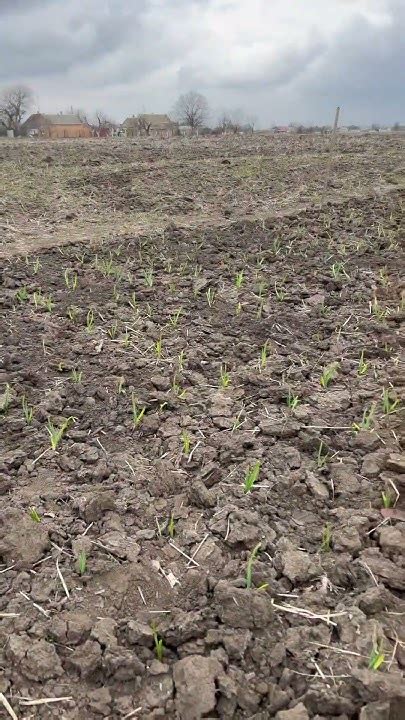 #farming #farm #сельскоехозяйство #сельское #урожай #чеснок #огород # ...