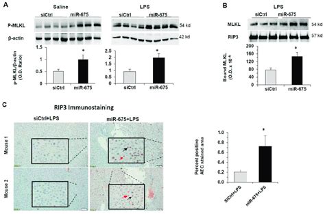 Mir Increases Phospho Mlkl Protein Levels The Level Of Mlkl Bound