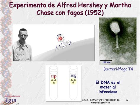 1 Dr Antonio Barbadilla Tema 6 Estructura y replicación del material