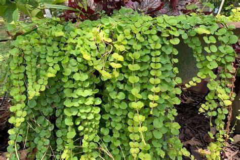 Wisconsin Weeds 13 Most Common Garden Tips 360