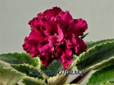 Фиалки Морев, НК, НД, ВаТ, ПТ, ЕК