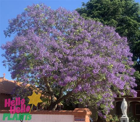 Jacaranda Mimosifolia Jacarandra Trees For Sale