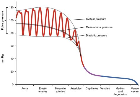 202 Blood Flow Blood Pressure And Resistance Anatomy And Physiology