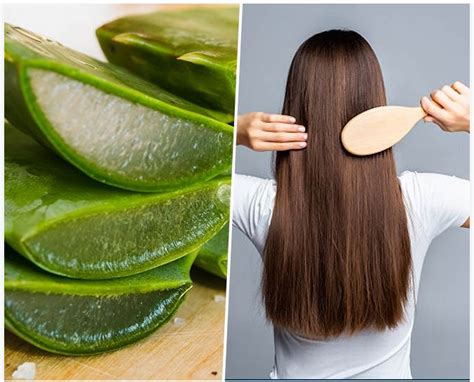 Aloe Vera Gel for Hair Growth: Benefits and Usage Tips - Nv Health Connect