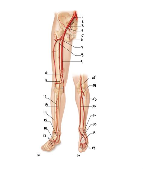 Lower Limb Arteries Diagram Quizlet