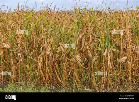 Maize Corn Field Ready For Harvest End Of Summer Stock Photo Alamy