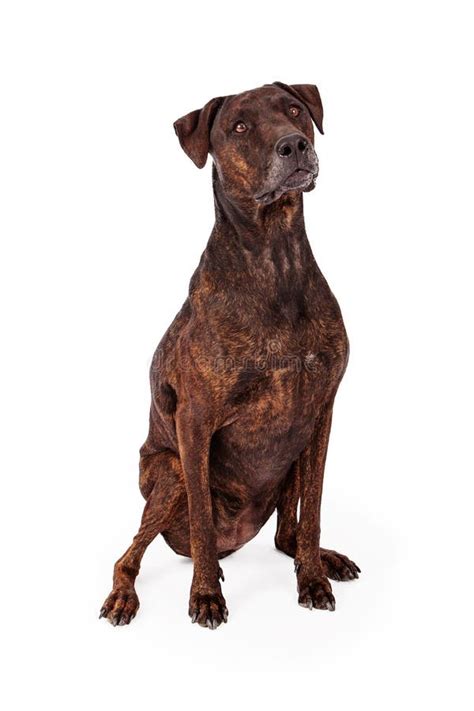 Brindle Labrador And Plott Hound Crossbreed Stock Image Image Of