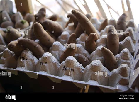 Une pomme de terre en germination Banque de photographies et dimages à