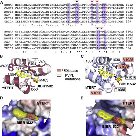 Telomerase