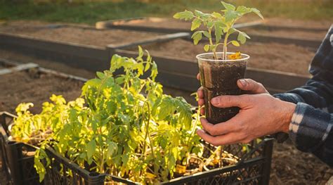 When and How to Start Tomato Seeds Indoors