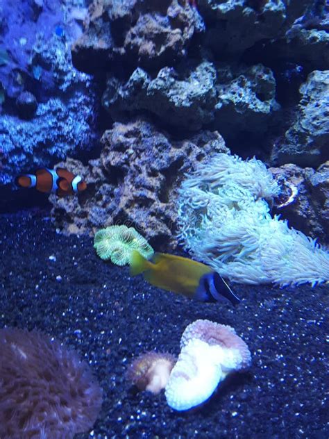 Nemo and Dory stock photo. Image of nemo, fish, dory - 138233752