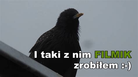 Ptaszek Youtube