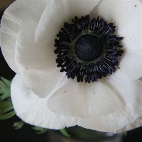 anemone Panda | Anemones | Pinterest