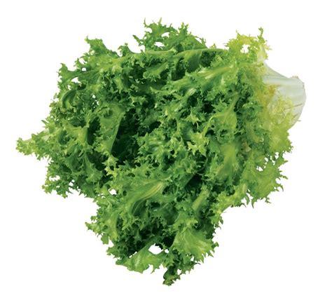 Chicory Lettuce Isolated - Prepared Food Photos, Inc.