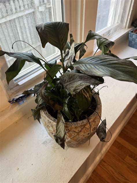 Sick Peace Lily Rhouseplants