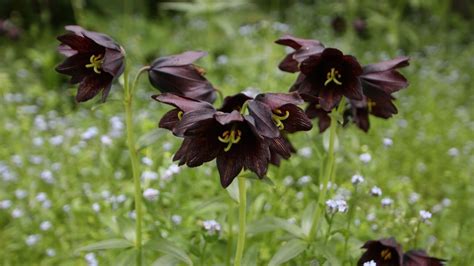 How to Plant, Grow, and Care for Fritillaria Flowers