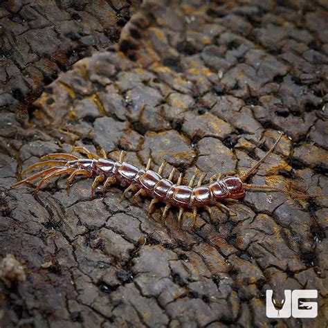 Stone Centipede Lithobius Sp For Sale Underground Reptiles