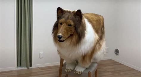 Japanese Man Spends Rm60000 On Realistic Dog Costume To Fulfill His