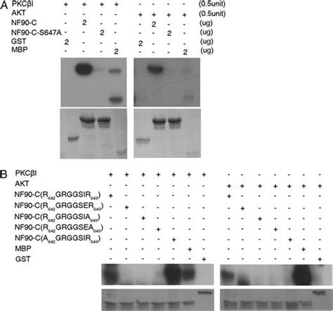 Il 2 Mrna Stabilization Upon Pma Stimulation Is Dependent On Nf90