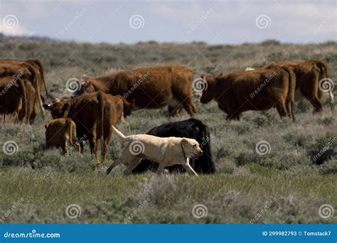 Cattle Herding Dog with Cattle Stock Image - Image of keeping, cows ...