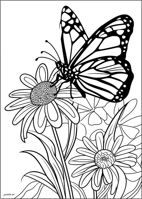 Thick-lined butterfly on delicate flowers - Butterflies & Insects ...