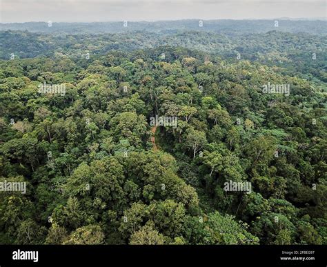 Gabon Aerial View Of Lush Green Jungle Of Lope National Park Stock