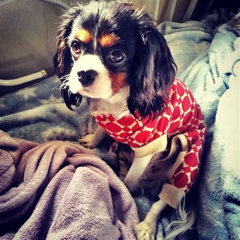 My Sweet Marlo Ann 8 Month Old Cavalier King Charles Spaniel Is Ready