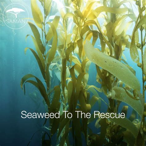 Seaweed To The Rescue Di 2024