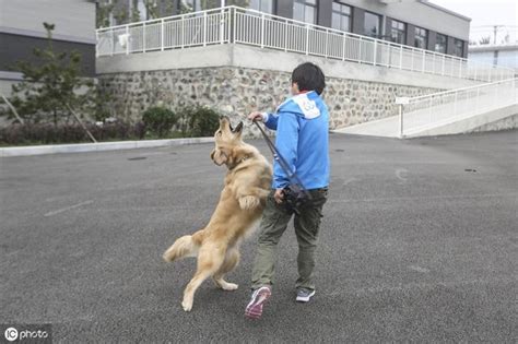 海歸博士紮根導盲犬基地九年，日行三萬步忙碌16小時，從早忙到晚 每日頭條