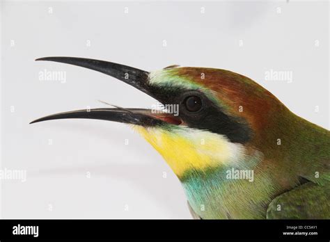 Nice Colorful Bee Eater Stock Photo Alamy