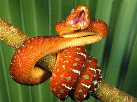 Gambar Ular Piton Dunia Binatang