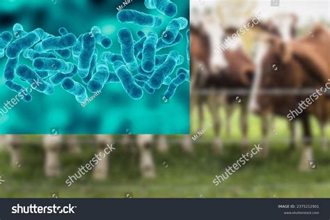 63 Bovine Tuberculosis Images Stock Photos 3d Objects And Vectors