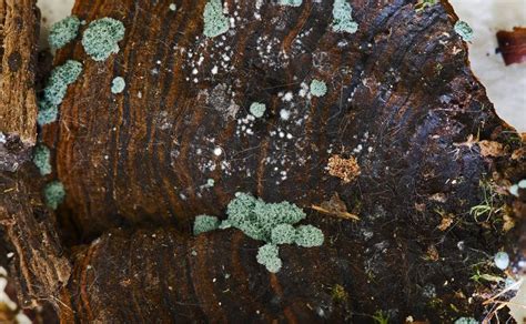 Как вырастить Триходерму на перлите:🌱 выращивание