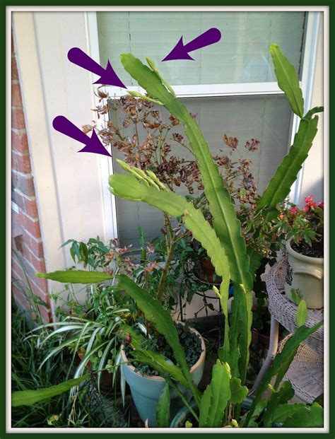 night blooming cereus flower 2