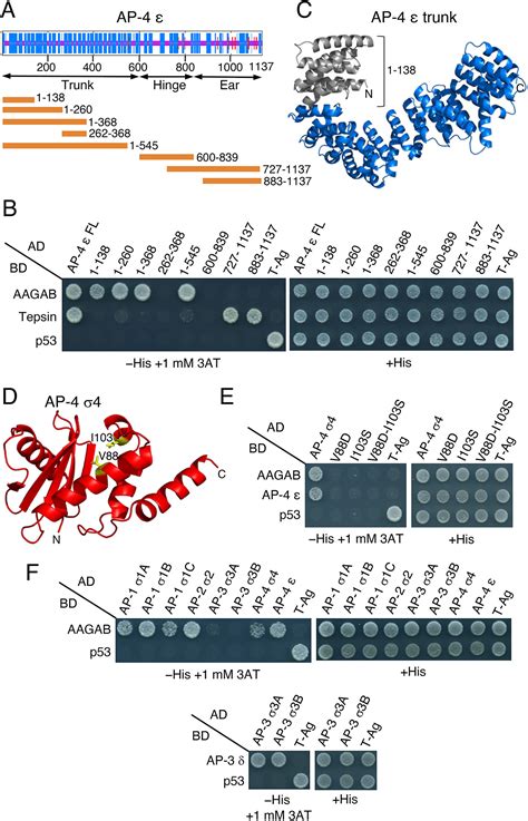 The Adaptor Protein Chaperone AAGAB Stabilizes AP 4 Complex Subunits