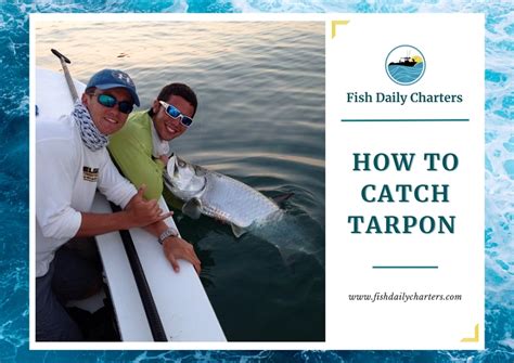 How To Catch Tarpon Fish Daily Charters