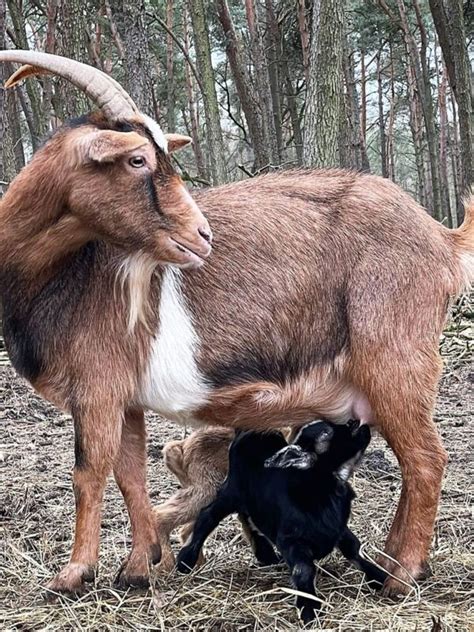 Nachwuchs im Februar Wildfreigehege Nöttler Berg in Saerbeck