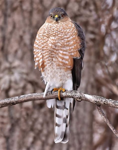 Pin By Dcj On Sketching Bird Models Birds Of Prey Bird Pictures