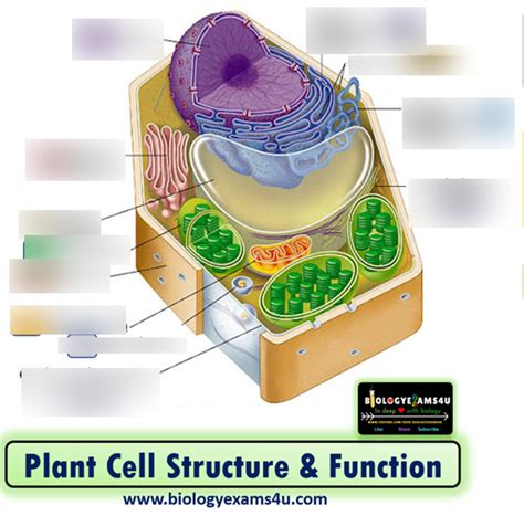 Lecture 11 - Plant cell diagram Diagram | Quizlet