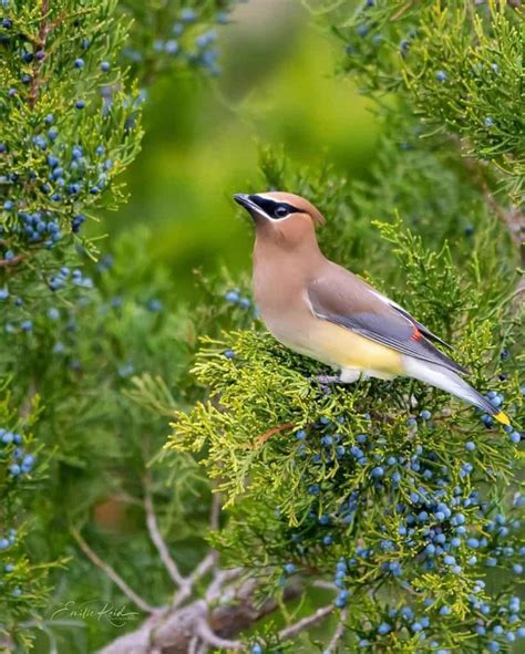 How To Attract Cedar Waxwings To A Feeder The Happy Birder Backyard