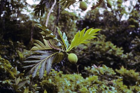 Artocarpus Altilis Moraceae Image At Phytoimages Siu Edu