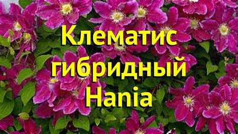 Клематис гибридный Хания. Краткий обзор, описание характеристик, где ...