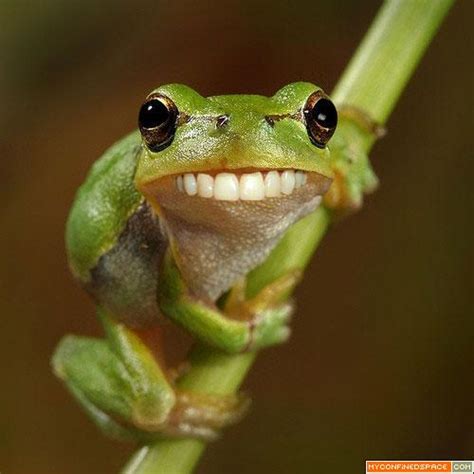 funny animals funny frog