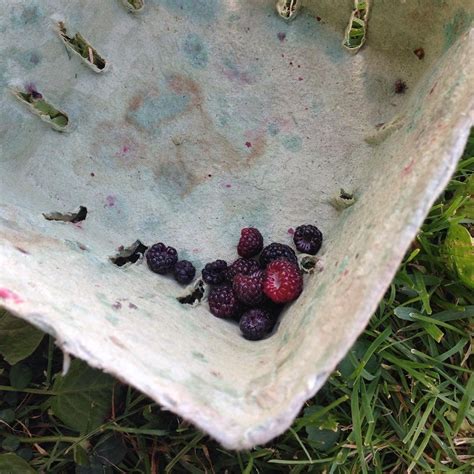 In Praise Of The Black Raspberry — Edible Ohio Valley