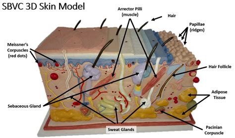 Meissner Corpuscle On Model