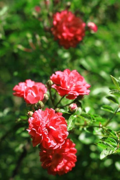 Premium Photo Flowers Of Red Climbing Roses Closeup