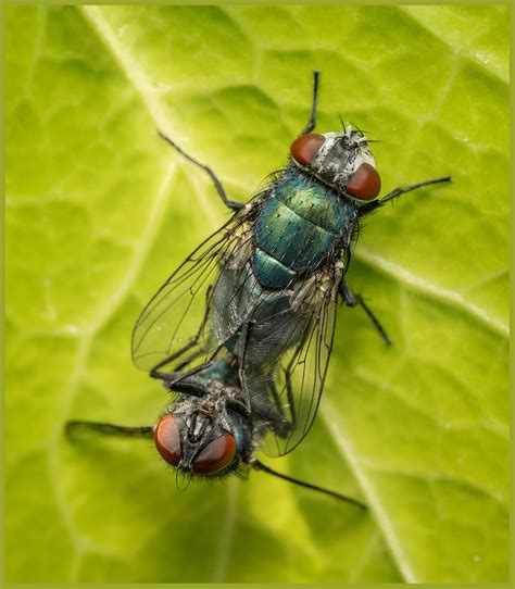 bugs show insect page  cameraderie photography forum