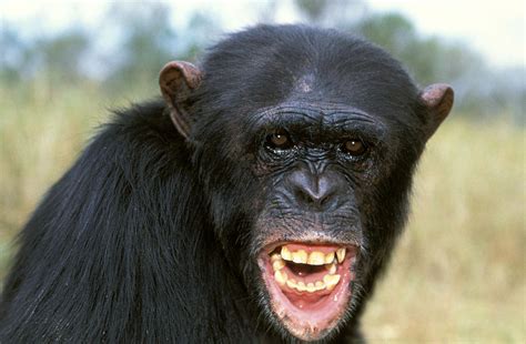 Chimpanzee Showing Teeth Photograph By Jean Michel Labat Pixels