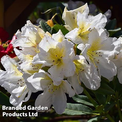Rhododendron Silver Sixpence Dobies